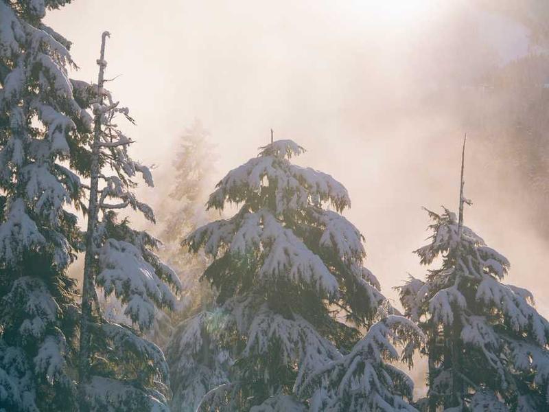 Eesti Toonide Transplantatsioneerid - Maailma Head Kooslusi Looja