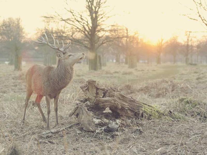 Mitu uut tehnoloogiat on välja tulnud põrnaharjaku transplantatsiooni tehnika uuendamiseks.