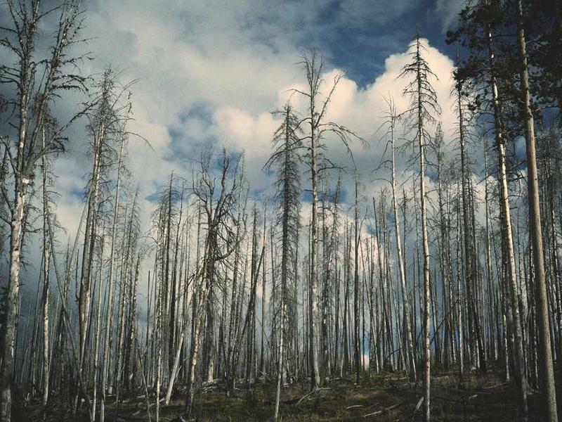 Või on teil hajutada või värvida? Hülgajad tõestavad, et sulgumistega on midagi muud kui "vanane" mees.