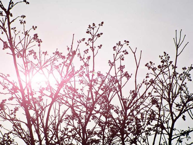 Austraalia "Kuningas" George Mladenovi teine kõrvetoolerisioperatsioon