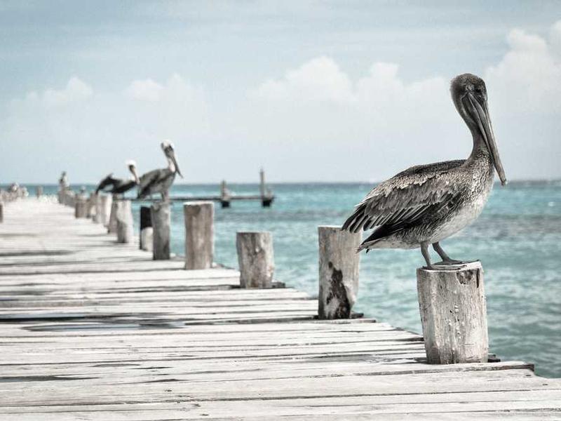Raleighs parimad haaraluitransplantaatsiooni spetsialistid.