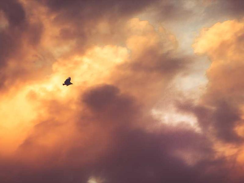 Aafriteksaunikkudele uudsed haaripuudutoolid - rahuldavat FUE-haarikomplante kõige kitsamate küntidega hair.