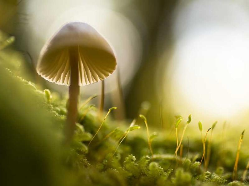 Kõige Uuemad Teadmised: 2026. Aasta Jooksul Välimuse Vastu on Korduvkasvuprotokoll